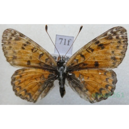 Boloria chitralensis Moore, 1900 Tadjikistan71f